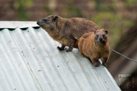 Daman skalni - Procavia capensis - Rock Hyrax o2279